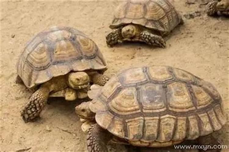 梦见很多小乌龟什么预兆？