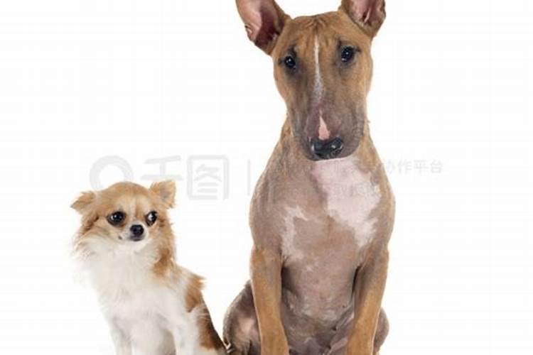 梦见两只大狗一只小狗