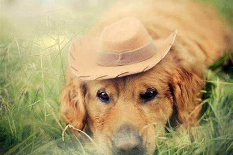 梦见狗说话自己听得懂什么意思？