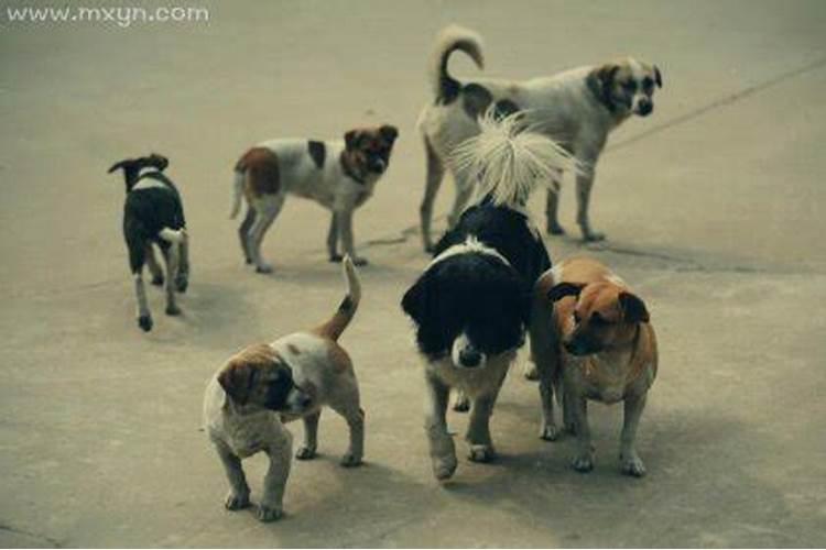 梦见几条狗围着我？