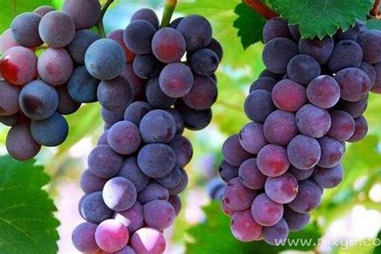 考试的人梦见葡萄好不好？