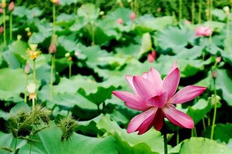 念普门品超度婴灵