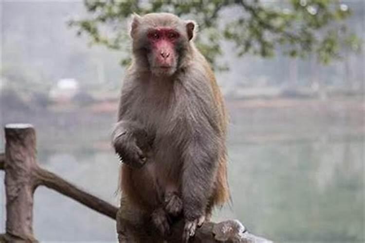 属猴在哪年犯太岁应该注意什么？