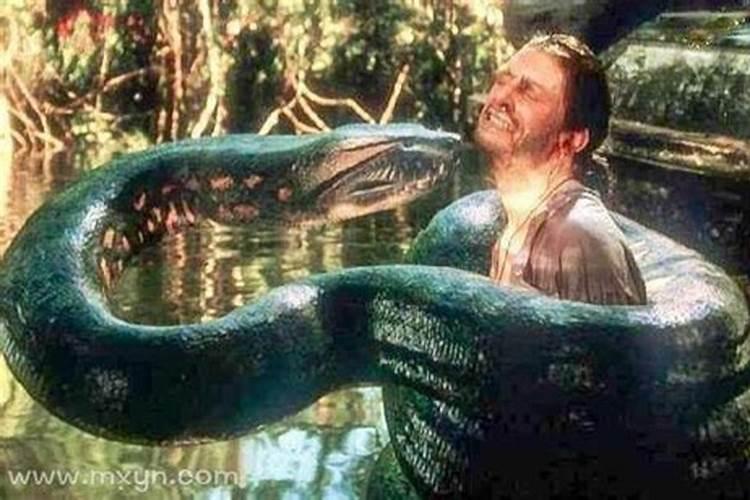 梦见蛇吃人代表什么？