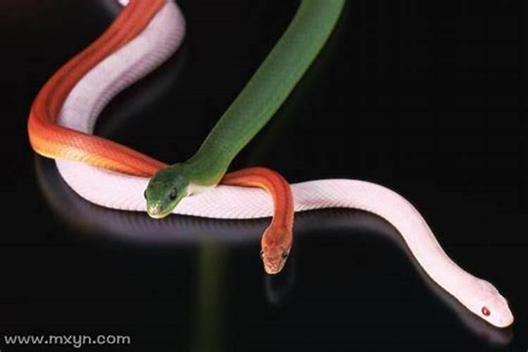 梦见三条不同颜色的蛇追我