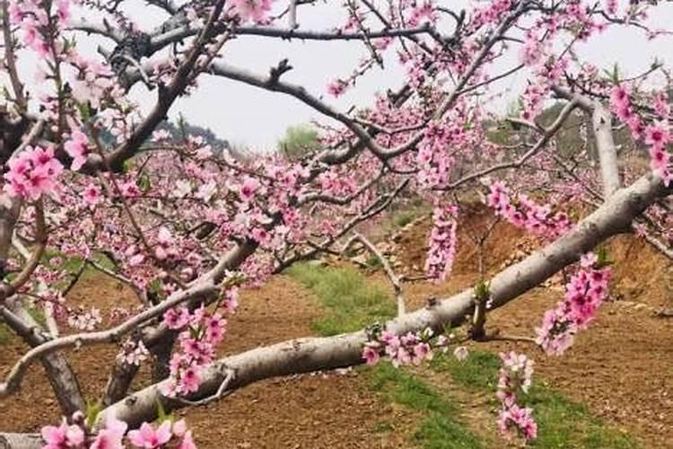 旺别人的桃花是什么意思？