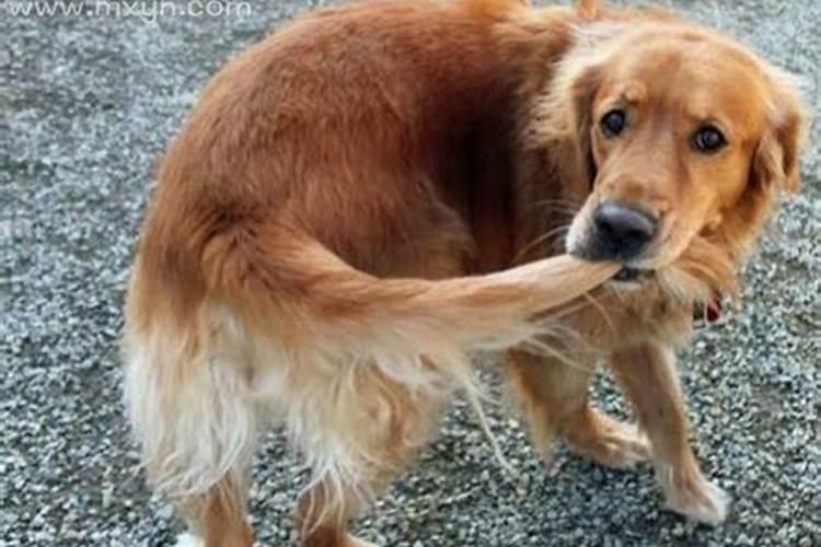 梦见狗咬自己的手腕