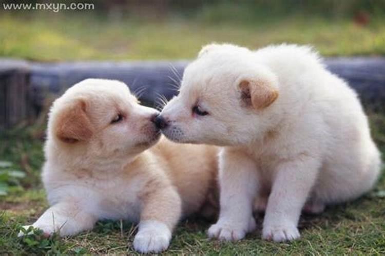 梦见狗在身上很亲热