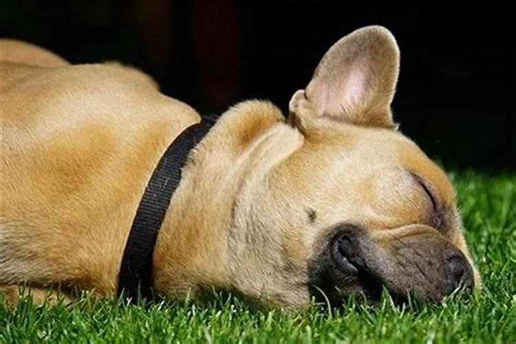 梦见狗死了代表什么预兆？