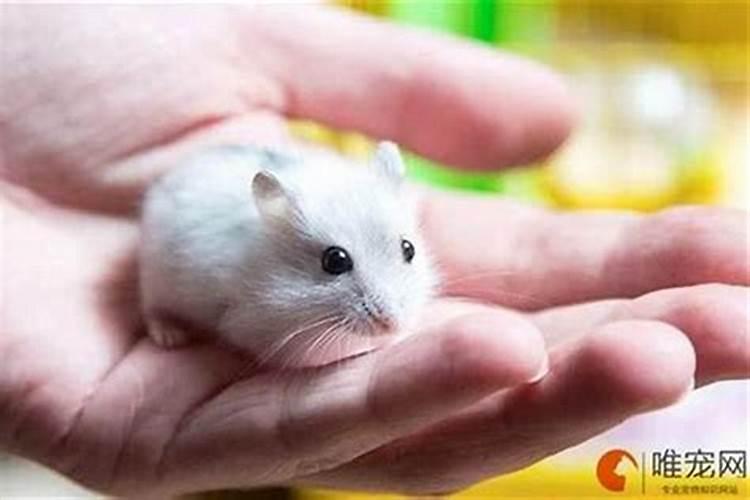 梦见老鼠咬我手是什么意思？