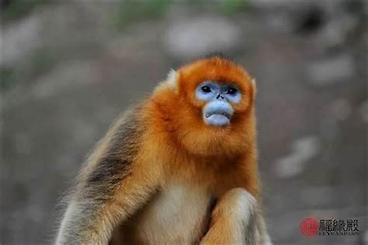 92年11月猴男运势如何？