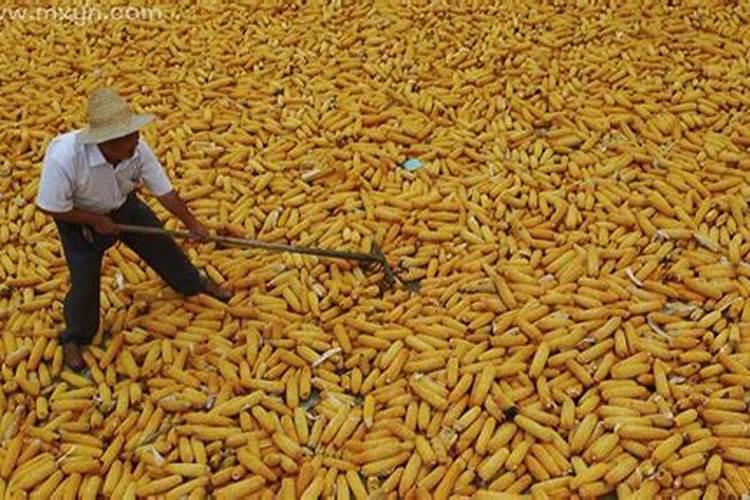 梦见摘玉米是什么预兆？