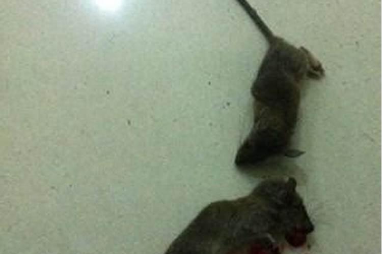 梦见死老鼠是什么征兆啊还有血？