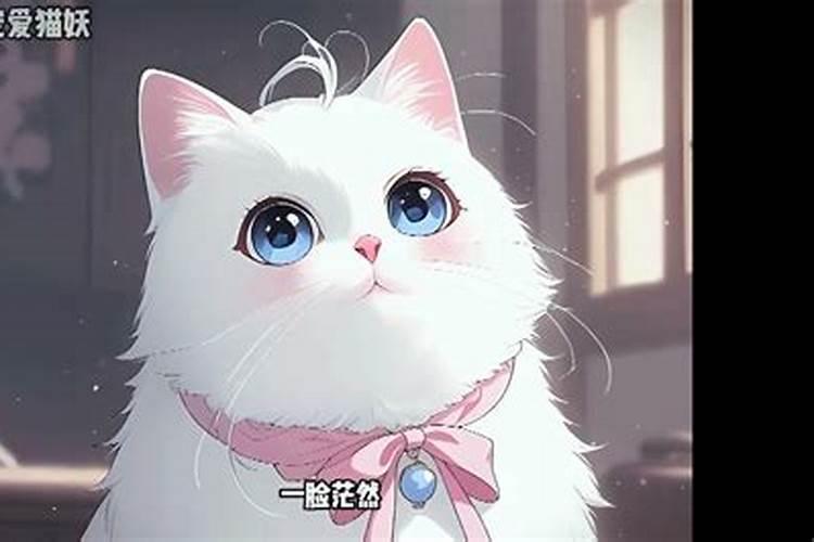 我与猫奴八字不合