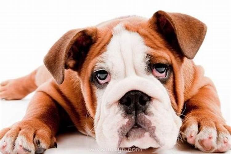 梦到被大狗咬了是什么预兆？