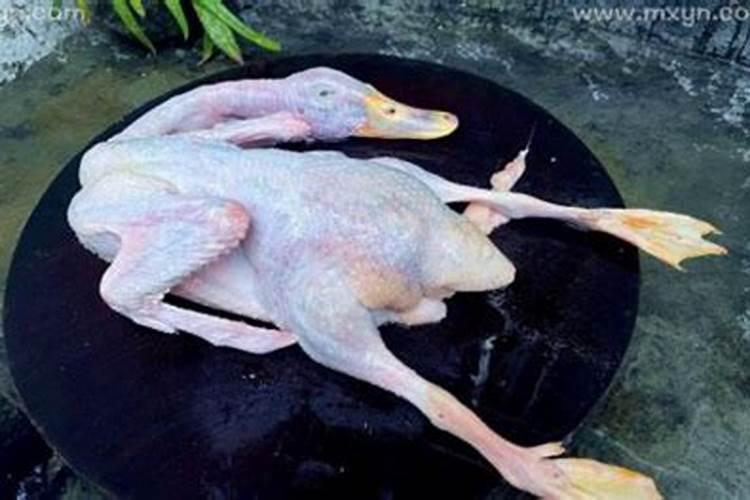 梦见杀鸭子什么意思？