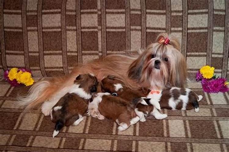 梦见狗什么意思是什么？