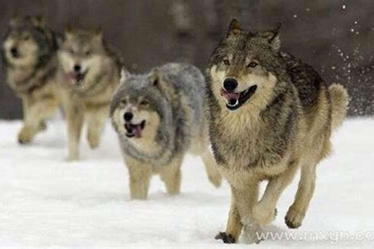 梦见狼什么意思？