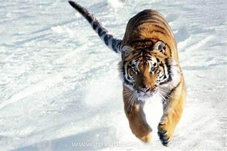 梦到被老虎追赶被咬