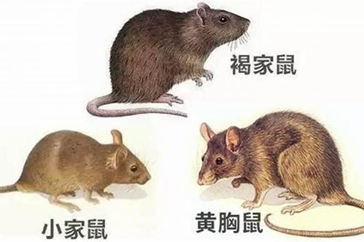 家里来老鼠什么兆头？