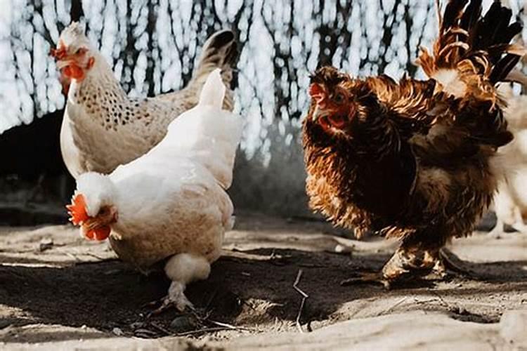 男鸡和女马属相婚配吗？