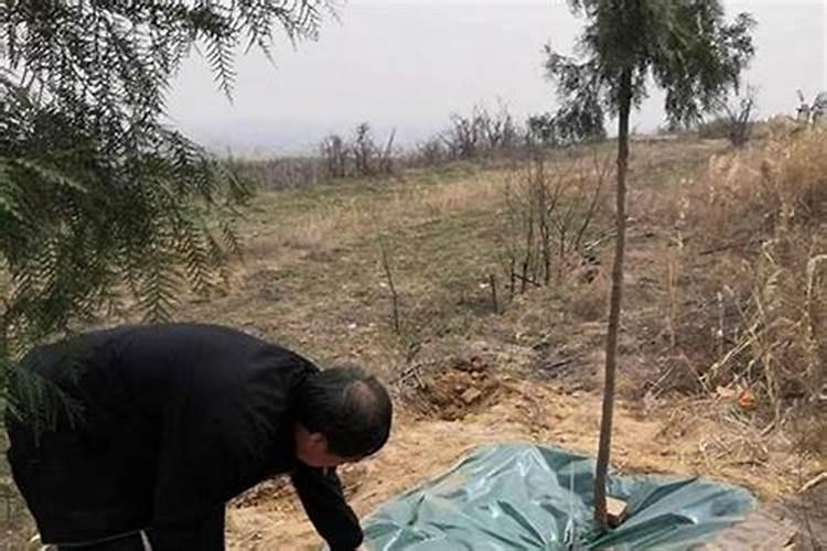 今年清明节可以砍坟前树吗？