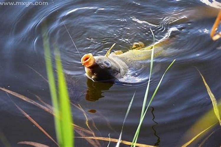 梦见别人钓鱼钓到大鱼和小鱼