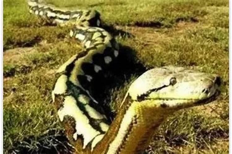 梦见蛇追着自己跑是什么意思？