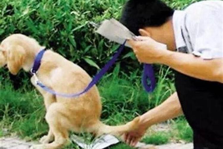 梦见回家路上到处多狗屎？