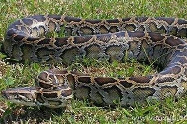 梦到蟒蛇缠身是什么预兆？