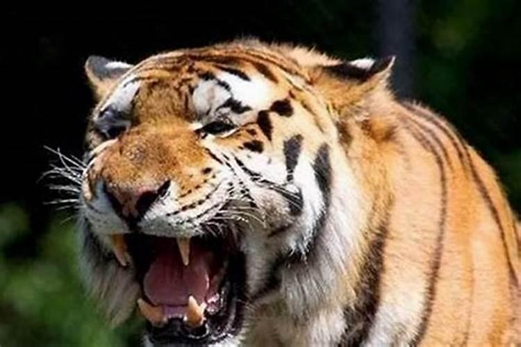 梦见老虎进家里但没伤人但是咬猪