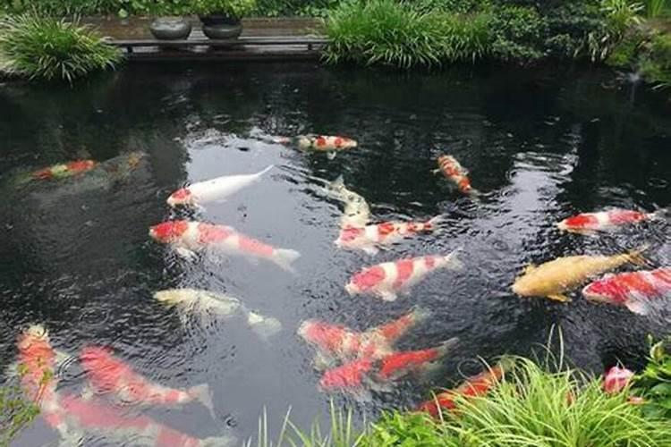 梦见好多大红鱼在水里游？