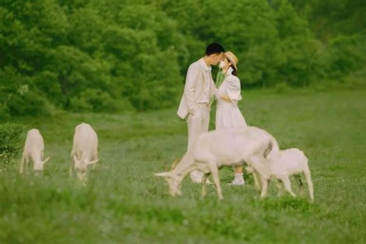 属羊的和属什么最合婚？