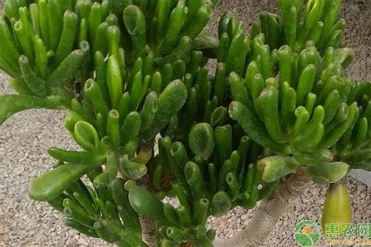 太岁怎么养才能更旺盛？