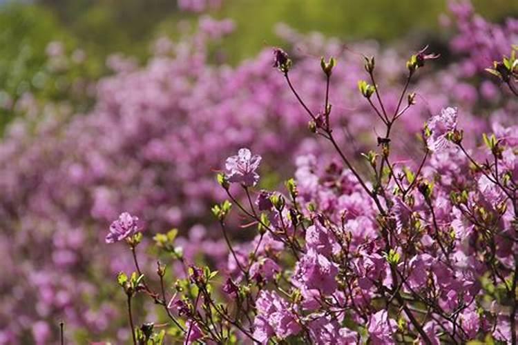 清明节去哪里玩最好北京？