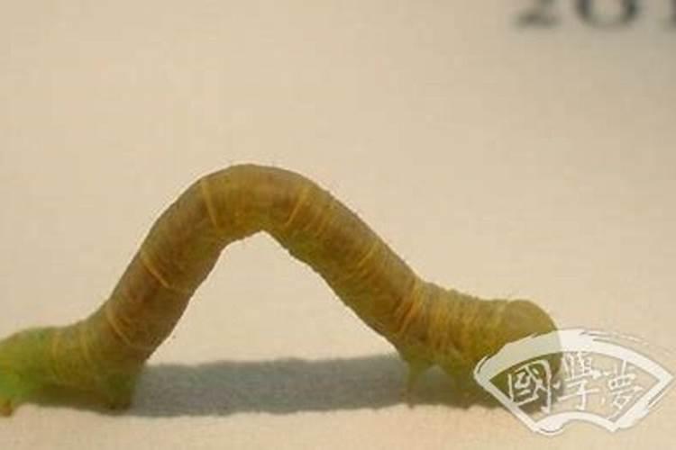 梦到很多虫子预示着什么？