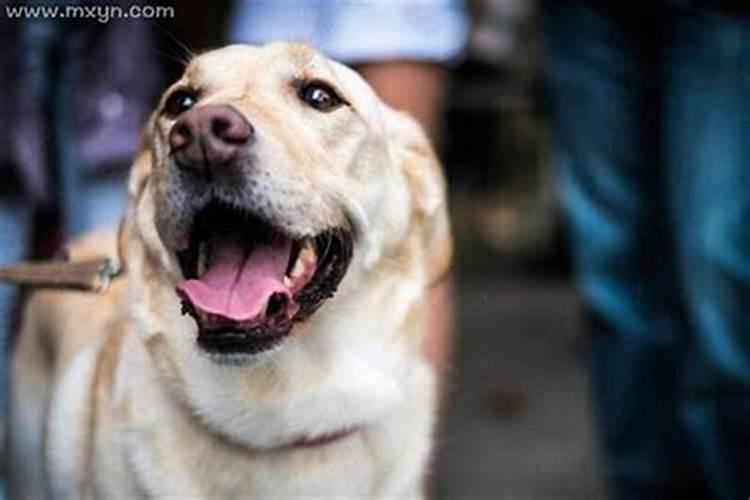 梦见狗咬自己是什么预兆？