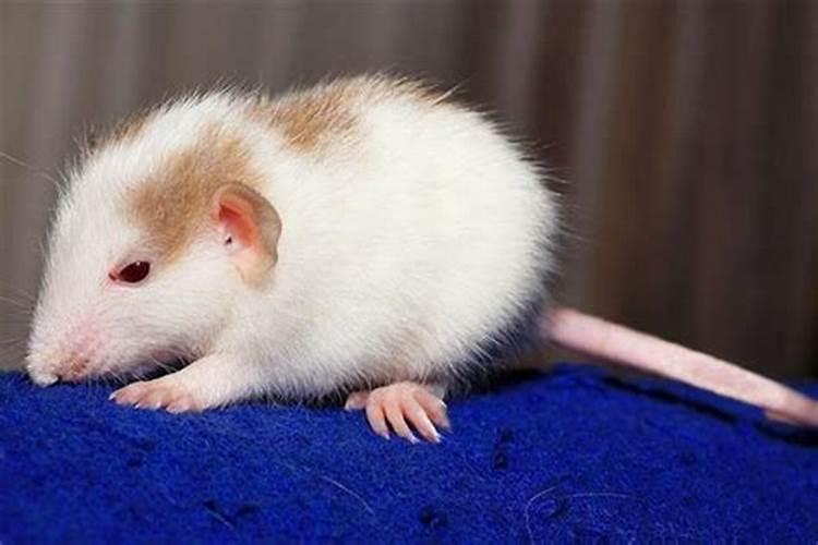 属鼠人2026年运势运程七月