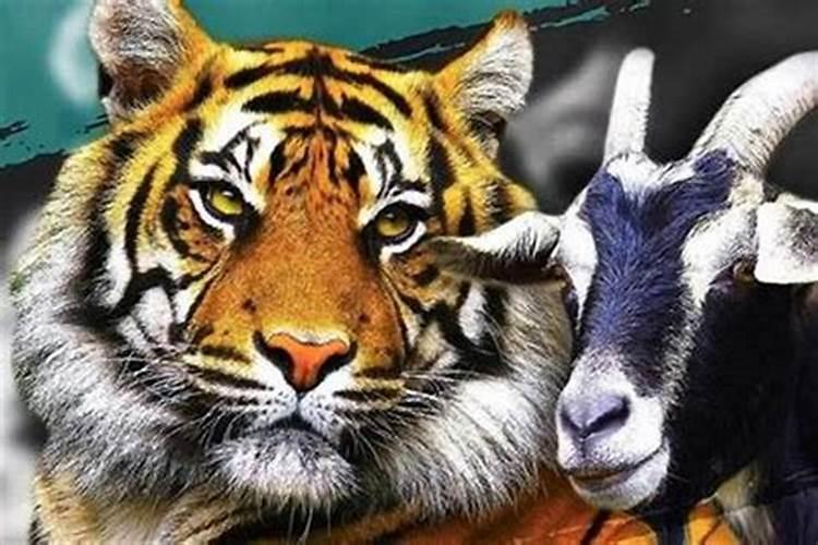 虎羊可以合婚吗？