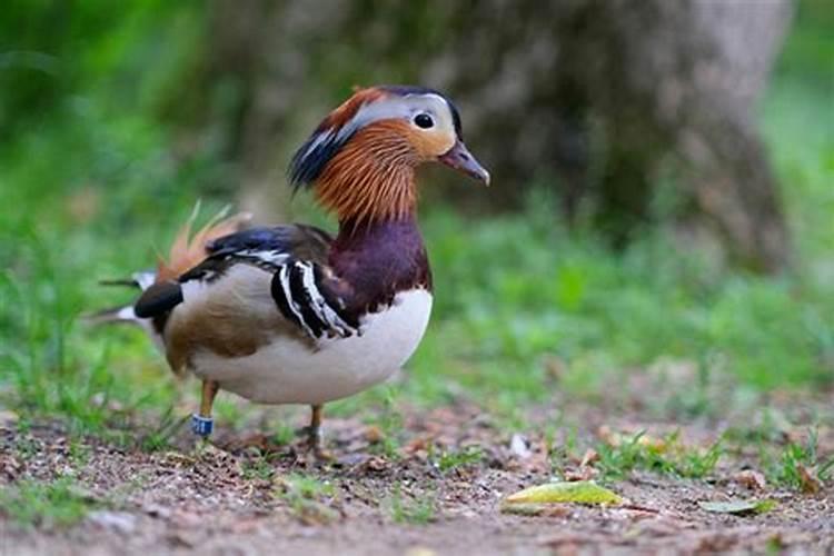 1991年出生属2026年运势