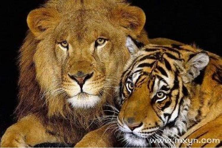 梦见老虎狮子追赶逃脱是什么预兆？