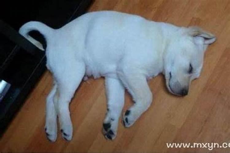 梦见死狗是什么意思？