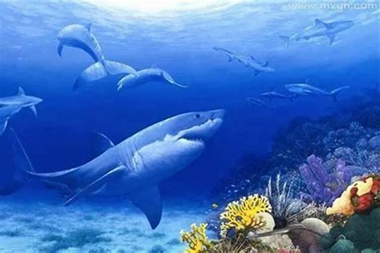 梦见特别漂亮的风景大海