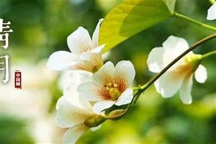 清明节前后开的花有哪些名字？