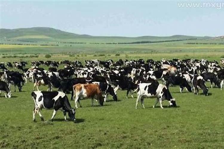 梦见好多牛是什么预兆周公解梦？