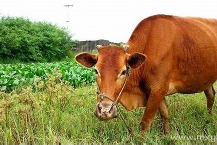 梦见黄牛攻击别人是什么意思？