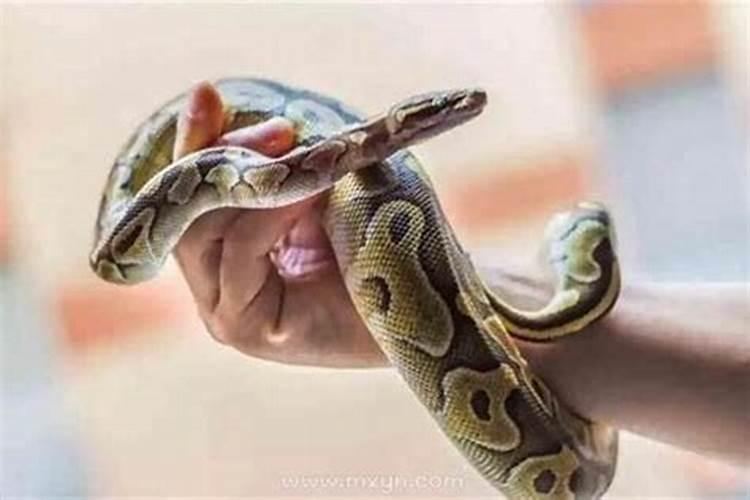 怀孕梦见自己要吃蛇